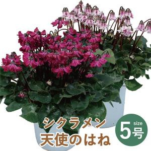 産地直送 シクラメン お歳暮 誕生日 鉢花 フラワーギフト 冬ギフト エーデルワイス お年賀 シクラメン 天使のはね 5号鉢