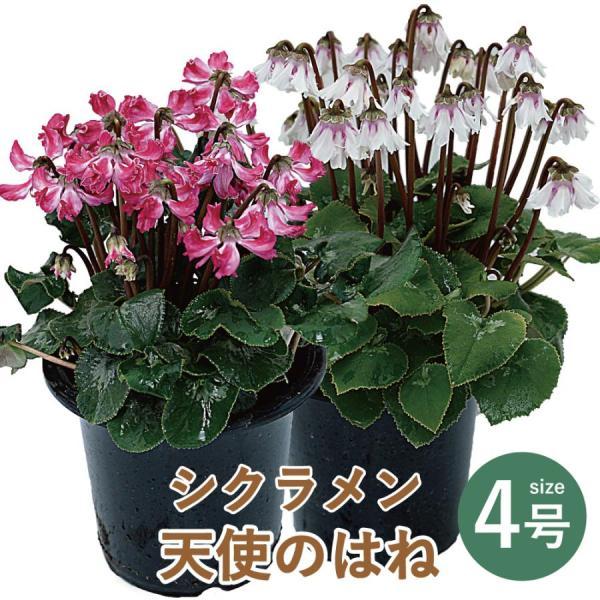 産地直送 シクラメン お歳暮 誕生日 鉢花 フラワーギフト 冬ギフト エーデルワイス お年賀 シクラ...