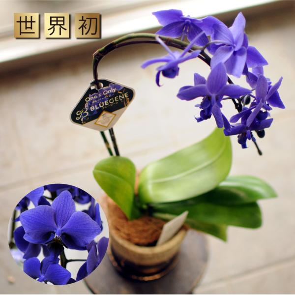 世界初の青色コチョウラン 青色  送料無料 ミディ胡蝶蘭 Blue Geneブルージーン1本立