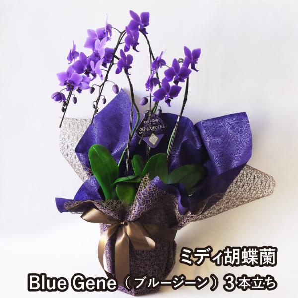 お祝い 胡蝶蘭 珍しい 青色  送料無料 ミディ胡蝶蘭 Blue Geneブルージーン3本立
