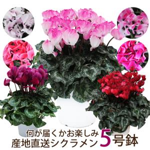 お歳暮 クリスマス ウインターギフト 冬ギフト エーデルワイス花工房 産地直送 何が届くかお楽しみ おまかせ シクラメン 5号鉢