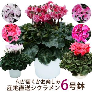お歳暮 クリスマス ウインターギフト 冬ギフト エーデルワイス花工房 産地直送 何が届くかお楽しみ おまかせ シクラメン 6号鉢