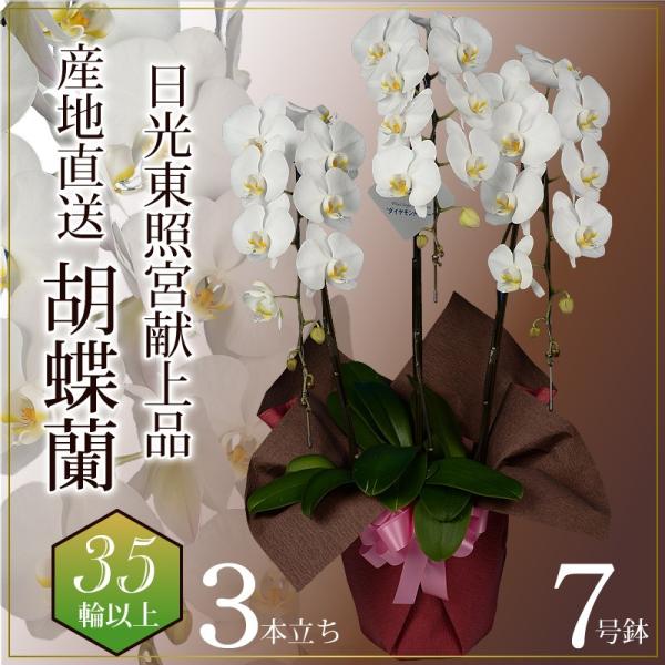 お祝い 胡蝶蘭 法人祝い 産地直送 開店祝い胡蝶蘭 開院祝い 開業祝い 移転祝い胡蝶蘭ギフト  蘭の...