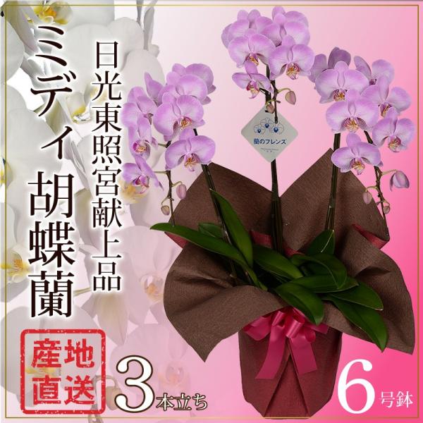 産地直送 ミディ胡蝶蘭 開店祝い 開院祝い 開業祝い 移転祝い胡蝶蘭ギフト 蘭のフレンズ ミディー胡...