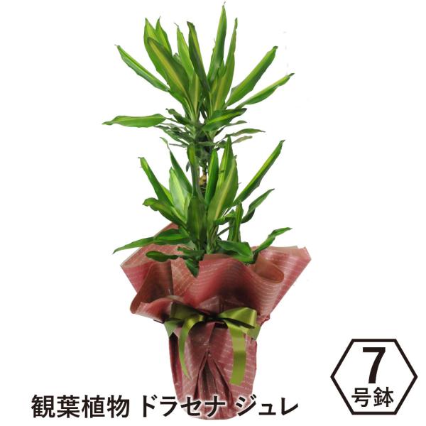 観葉植物 室内用 花 宅配 配送 プレゼント 開店 移転 新築祝い インテリア ドラセナジュレ７号鉢