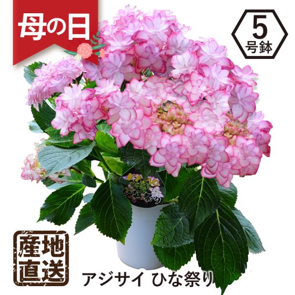 遅れてごめんね 母の日 花 ギフト  ひな祭り あじさい 紫陽花 鉢植え アジサイ ひなまつり 5号...