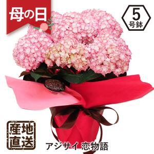 遅れてごめんね 母の日 プレゼント 花 ギフト アジサイ 鉢植え 紫陽花 あじさい 恋物語 5号鉢