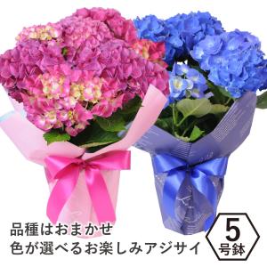 遅れてごめんね 母の日 花 ギフト 2024 贈る ピンク系 ブルー系で品種はおまかせ アジサイの鉢花 5号鉢｜flower