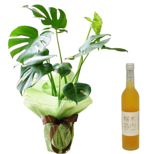 花 ギフト セット 観葉植物 室内用 モンステラ 6号鉢と木内梅酒セット インテリア 開店祝 誕生日...