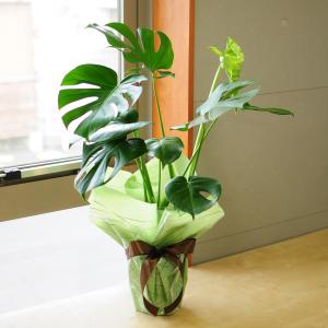 花 ギフト 観葉植物 室内用 モンステラ 6号鉢 フラワーギフト おしゃれ インテリア 鉢 室内 インテリアグリーン 開店祝 誕生日