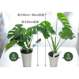 花 ギフト 観葉植物 室内用 モンステラ 6号...の詳細画像2