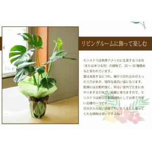 花 ギフト 観葉植物 室内用 モンステラ 6号...の詳細画像3