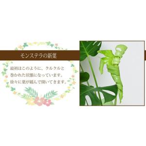 花 ギフト 観葉植物 室内用 モンステラ 6号...の詳細画像4