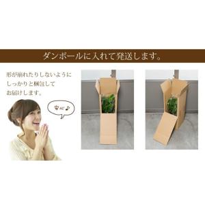 花 ギフト 観葉植物 室内用 モンステラ 6号...の詳細画像5