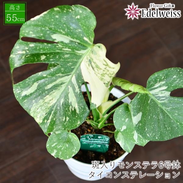 観葉植物 斑入りモンステラ 6号鉢 陶器鉢 室内用 インテリア 開店祝い 誕生日プレゼント 記念日 ...