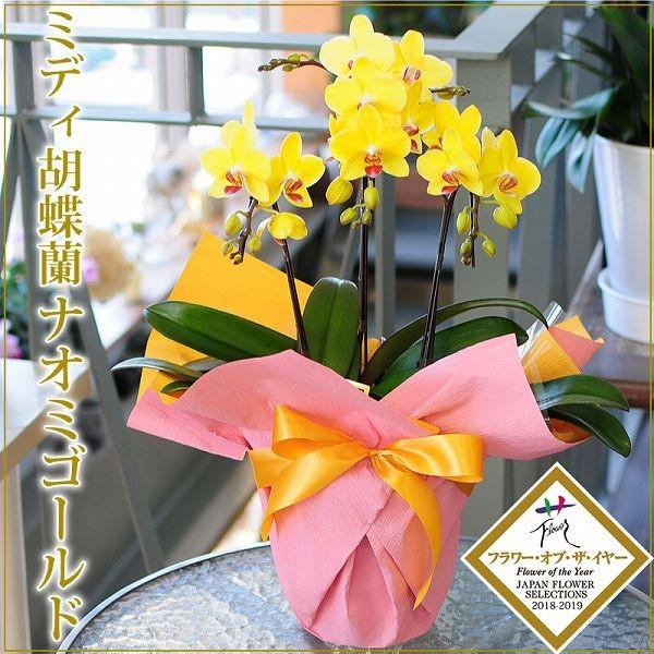 ミディ ミニ 胡蝶蘭 黄色 胡蝶蘭 花 ギフト 胡蝶蘭 プレゼント ミディ胡蝶蘭 ナオミゴールド 3...