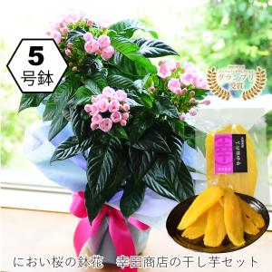 敬老の日 プレゼント 80代 70代 鉢花 フ...の詳細画像1