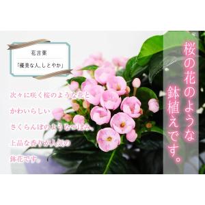 敬老の日 プレゼント 80代 70代 鉢花 フ...の詳細画像2