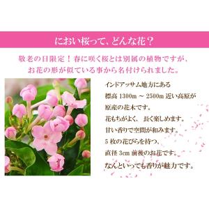 敬老の日 プレゼント 80代 70代 鉢花 フ...の詳細画像3