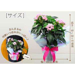 敬老の日 プレゼント 80代 70代 鉢花 フ...の詳細画像4
