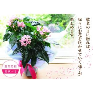 敬老の日 プレゼント 80代 70代 鉢花 フ...の詳細画像5