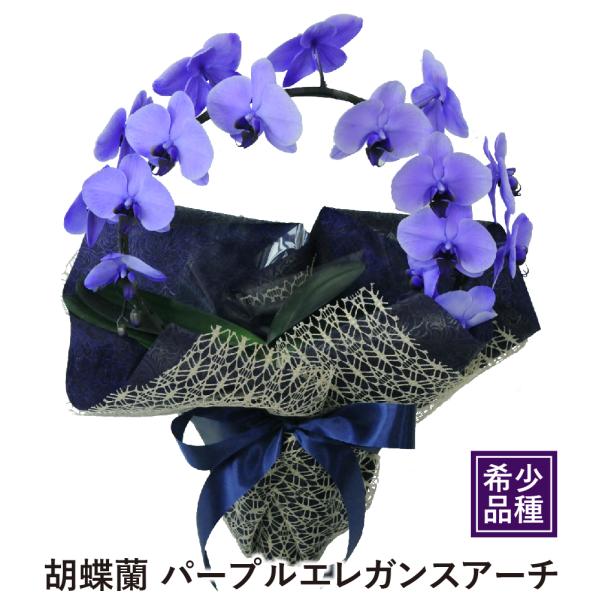 お祝いの花 開店祝い 胡蝶蘭パープル エレガンスアーチ