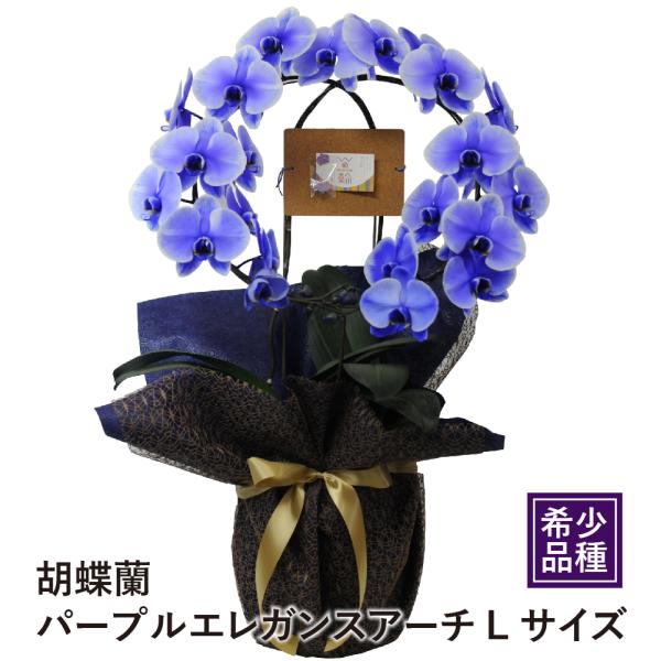 お祝いの花 開店祝い 胡蝶蘭パープル エレガンスアーチLサイズ
