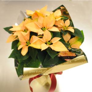 ポインセチア贈り物 お歳暮 クリスマス ウインターギフト 冬ギフト エーデルワイス花工房 ポインセチア鉢植え 5号 誕生日 ポインセチア ゴールド 5号鉢