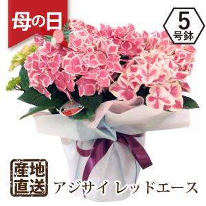 母の日ギフト プレゼント 花  2024  エーデルワイス 紫陽花 アジサイ レッドエース 5号鉢｜flower