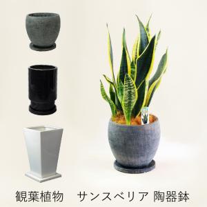 観葉植物 陶器鉢サンスべリア サンセベリア 観葉  観葉植物 開店祝い 移転祝い  室内 サンセベリア選べる陶器鉢入り｜flower