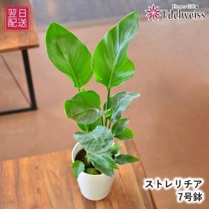 花 ギフト 観葉植物 ストレリチア 7号鉢 室内用 インテリア 開店祝い 誕生日プレゼント 記念日 新築祝い 引っ越し祝い