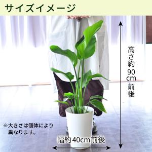 花 ギフト 観葉植物 ストレリチア 7号鉢 室...の詳細画像1