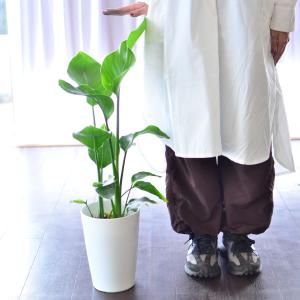 花 ギフト 観葉植物 ストレリチア 7号鉢 室...の詳細画像2