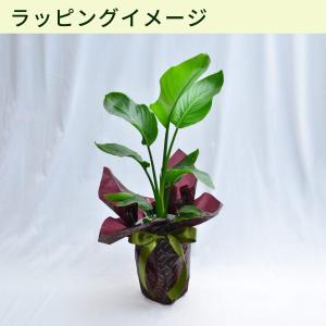 花 ギフト 観葉植物 ストレリチア 7号鉢 室...の詳細画像3