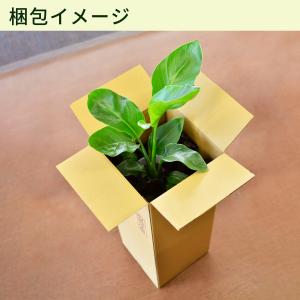 花 ギフト 観葉植物 ストレリチア 7号鉢 室...の詳細画像4