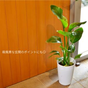 花 ギフト 観葉植物 ストレリチア 7号鉢 室...の詳細画像5