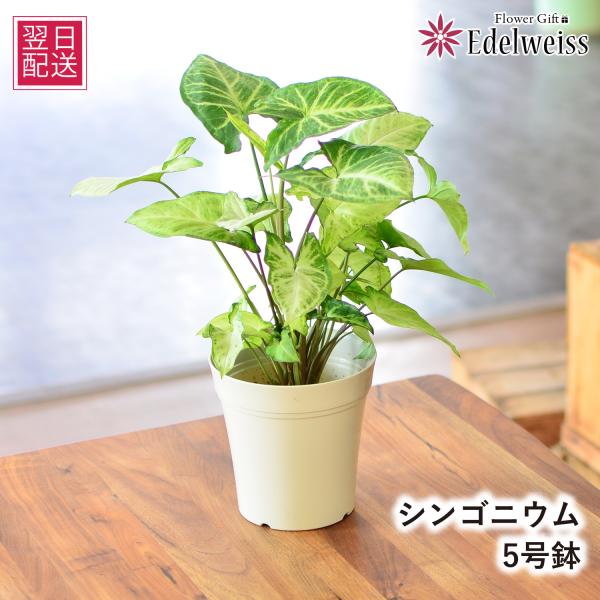 花 ギフト 観葉植物 シンゴニウム 5号鉢 室内用 インテリア 開店祝い 誕生日プレゼント 記念日 ...