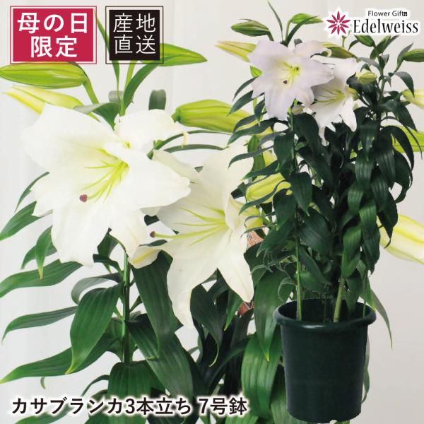 母の日 ギフト カサブランカ 鉢花 プレゼントははの日 2026 誕生日 生花 60代 70代 80...