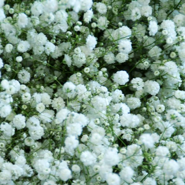 カスミソウ かすみ草 かすみ かすみそう 花束に追加するカスミ草