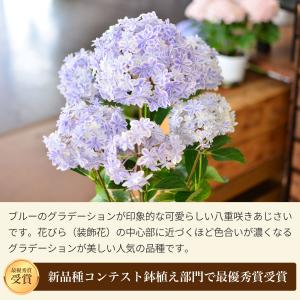 母の日 遅れてごめんね 2026 花 ギフト ...の詳細画像2