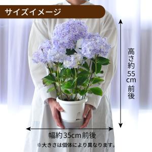 母の日 遅れてごめんね 2026 花 ギフト ...の詳細画像3