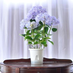母の日 遅れてごめんね 2026 花 ギフト ...の詳細画像5