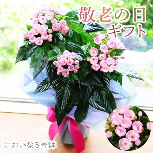 敬老の日 におい桜 5号鉢 プレゼント 80代 70代 鉢花 フラワーギフト 2026 祖父 祖母 長寿祝 誕生日 定番 ニオイザクラ 匂い桜 5号鉢