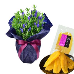 敬老の日 プレゼント 80代 70代 鉢花 フ...の詳細画像2