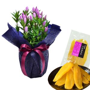 敬老の日 プレゼント 80代 70代 鉢花 フ...の詳細画像3
