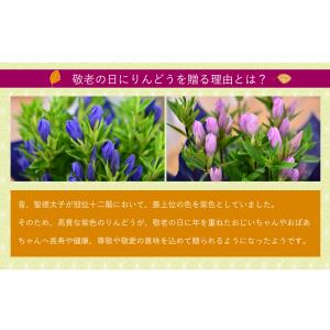 敬老の日 プレゼント 80代 70代 鉢花 フ...の詳細画像5