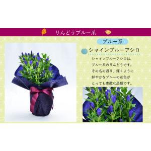 敬老の日 プレゼント 80代 70代 鉢花 フ...の詳細画像5