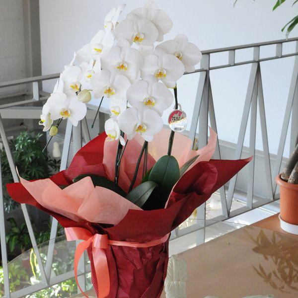 お祝い 花 法人祝い 開店祝い 開業祝い 胡蝶蘭 3本立 白 Mサイズ 洋ラン 鉢 花 ギフト