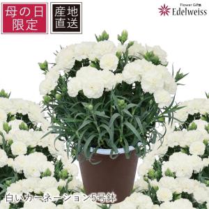 ははの日 母の日 プレゼント ギフト  花  2026 誕生日　生花　60代　70代　80代　日時指定可能 産地直送  白いカーネーションの鉢植 5号鉢 フィエルテホワイト