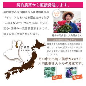 母の日 遅れてごめんね 2026 日付指定可能...の詳細画像3